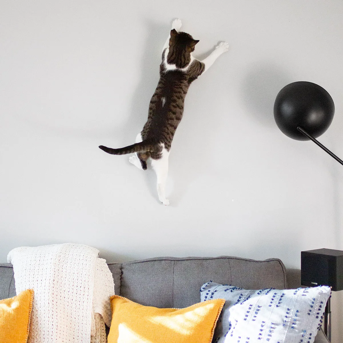 Cat on a wall